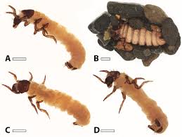 Attēlu rezultāti vaicājumam “Orthosia munda larva”