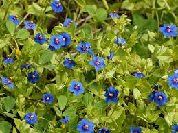 Image result for Anagallis arvensis