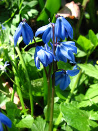 Attēlu rezultāti vaicājumam “Scilla siberica leaf”