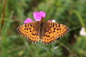 Attēlu rezultāti vaicājumam “Boloria titania underside”