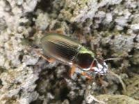 Attēlu rezultāti vaicājumam “Pseudoophonus rufipes”