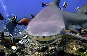 Image result for Negaprion acutidens