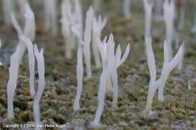 Attēlu rezultāti vaicājumam “Multiclavula mucida”