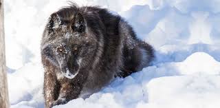 Attēlu rezultāti vaicājumam “Canis lupus”