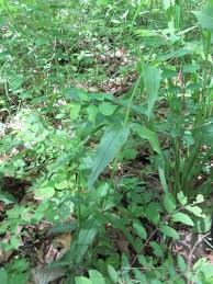 Attēlu rezultāti vaicājumam “Silene tatarica leaf”