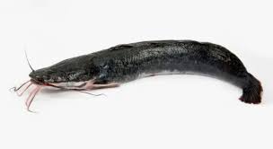 Image result for Ictalurus furcatus
