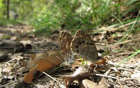 Attēlu rezultāti vaicājumam “Lasiommata megera underside”
