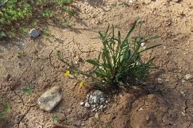 Attēlu rezultāti vaicājumam “Crepis tectorum fruit”