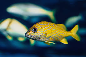 Image result for Haemulon flavolineatum