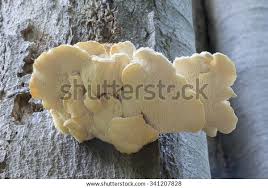 Attēlu rezultāti vaicājumam “Hericium cirrhatum”