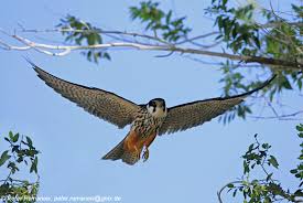 Attēlu rezultāti vaicājumam “Falco subbuteo”