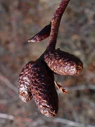 Attēlu rezultāti vaicājumam “Alnus incana bud”
