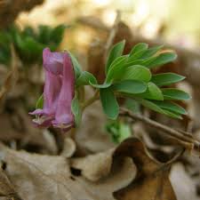 Attēlu rezultāti vaicājumam “Corydalis intermedia flower”
