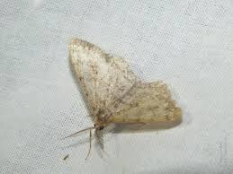 Attēlu rezultāti vaicājumam “Hypomecis punctinalis”