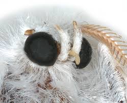 Attēlu rezultāti vaicājumam “Euproctis similis imago”