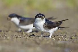 Attēlu rezultāti vaicājumam “Delichon urbicum adult”