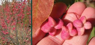 Attēlu rezultāti vaicājumam “Euonymus fruit”