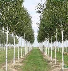 Attēlu rezultāti vaicājumam “Betula papyrifera”