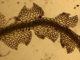 Attēlu rezultāti vaicājumam “Cephalozia connivens”