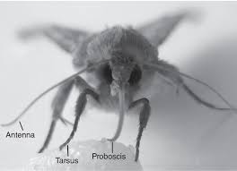 Attēlu rezultāti vaicājumam “Pterostichus aethiops”