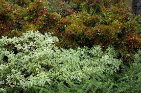 Attēlu rezultāti vaicājumam “Cornus sericea”