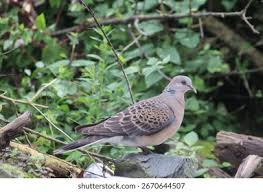 Image result for Streptopelia orientalis
