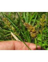 Attēlu rezultāti vaicājumam “Carex disticha”