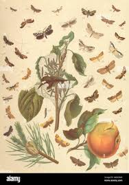 Attēlu rezultāti vaicājumam “Retinia resinella pupa”