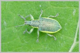 Attēlu rezultāti vaicājumam “Chlorophanus viridis”