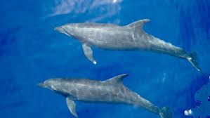 Image result for Tursiops truncatus