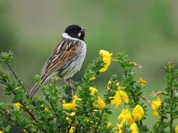 Attēlu rezultāti vaicājumam “Emberiza schoeniclus eggs”