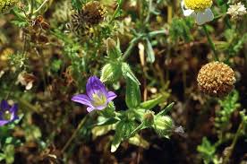 Image result for Campanula strigosa