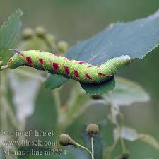 Attēlu rezultāti vaicājumam “Mimas tiliae”