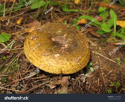 Attēlu rezultāti vaicājumam “Lactarius necator”