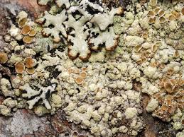 Attēlu rezultāti vaicājumam “Parmeliopsis ambigua”