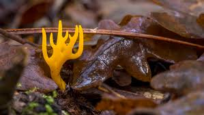 Attēlu rezultāti vaicājumam “Calocera viscosa”