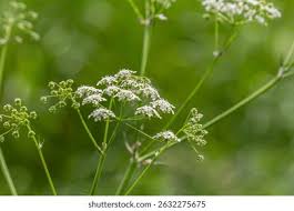 Image result for Chaerophyllum aureum