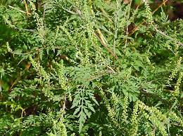 Attēlu rezultāti vaicājumam “Ambrosia artemisiifolia leaf”