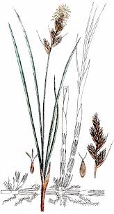 Attēlu rezultāti vaicājumam “Carex arenaria”