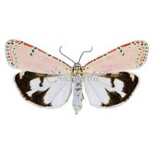 Attēlu rezultāti vaicājumam “Arctiidae”