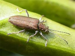 Attēlu rezultāti vaicājumam “Donacia”