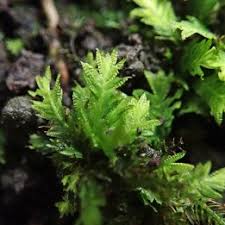 Attēlu rezultāti vaicājumam “Fissidens taxifolius sporophyte”