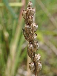 Attēlu rezultāti vaicājumam “Liparis loeselii flower”
