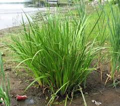 Attēlu rezultāti vaicājumam “Acoraceae”