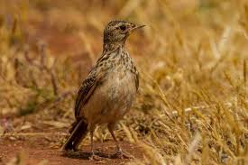 Image result for Alauda arvensis