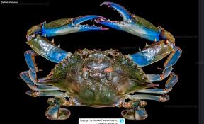 Image result for Callinectes sapidus