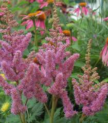 Attēlu rezultāti vaicājumam “Astilbe chinensis flower”