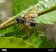 Attēlu rezultāti vaicājumam “Trichiosoma”