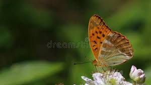 Attēlu rezultāti vaicājumam “Argynnis paphia male”