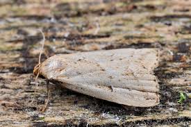 Attēlu rezultāti vaicājumam “Hypenodes humidalis”